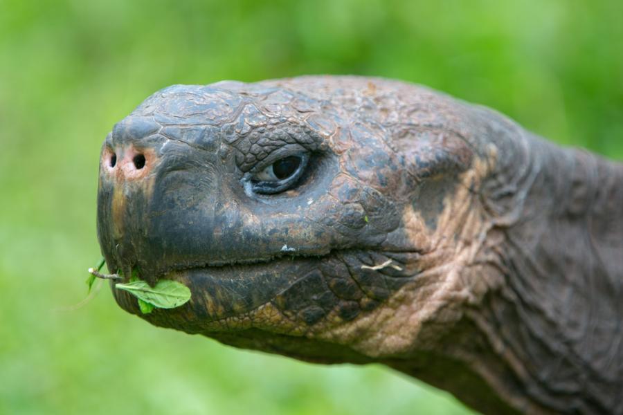 Мъжка костенурка сама спасила вида си от изчезване чрез секс 