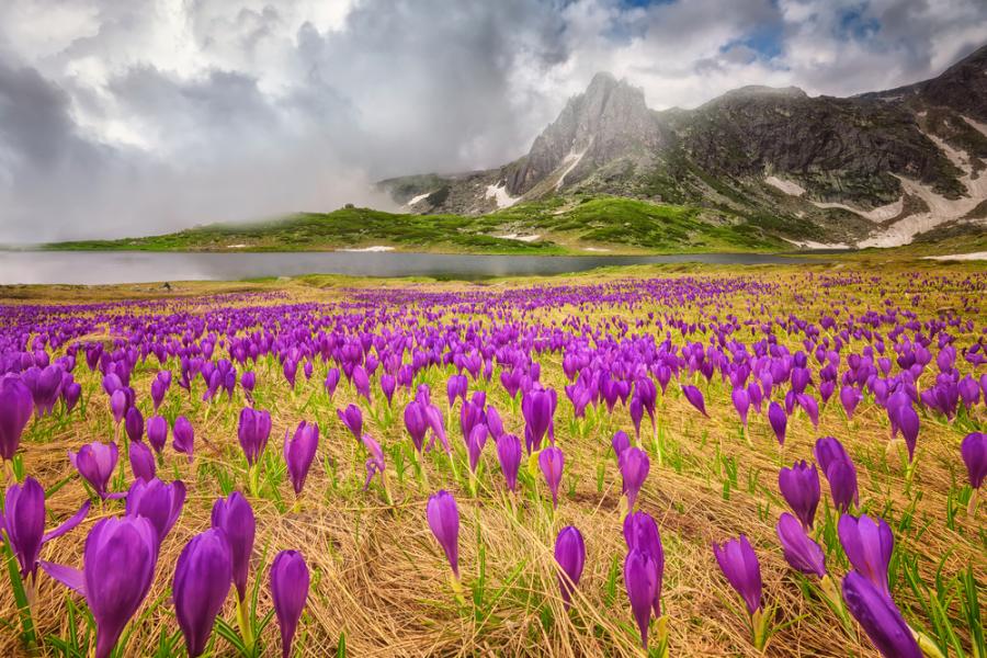 20 великолепни снимки, честващи красотата на пролетта