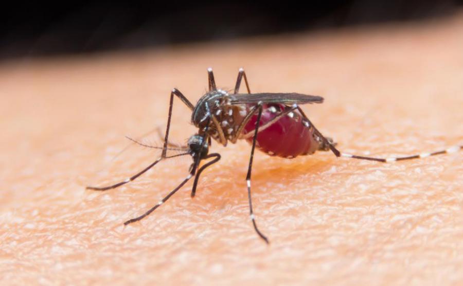 Ухапване от комар може да разстрои имунната ви система