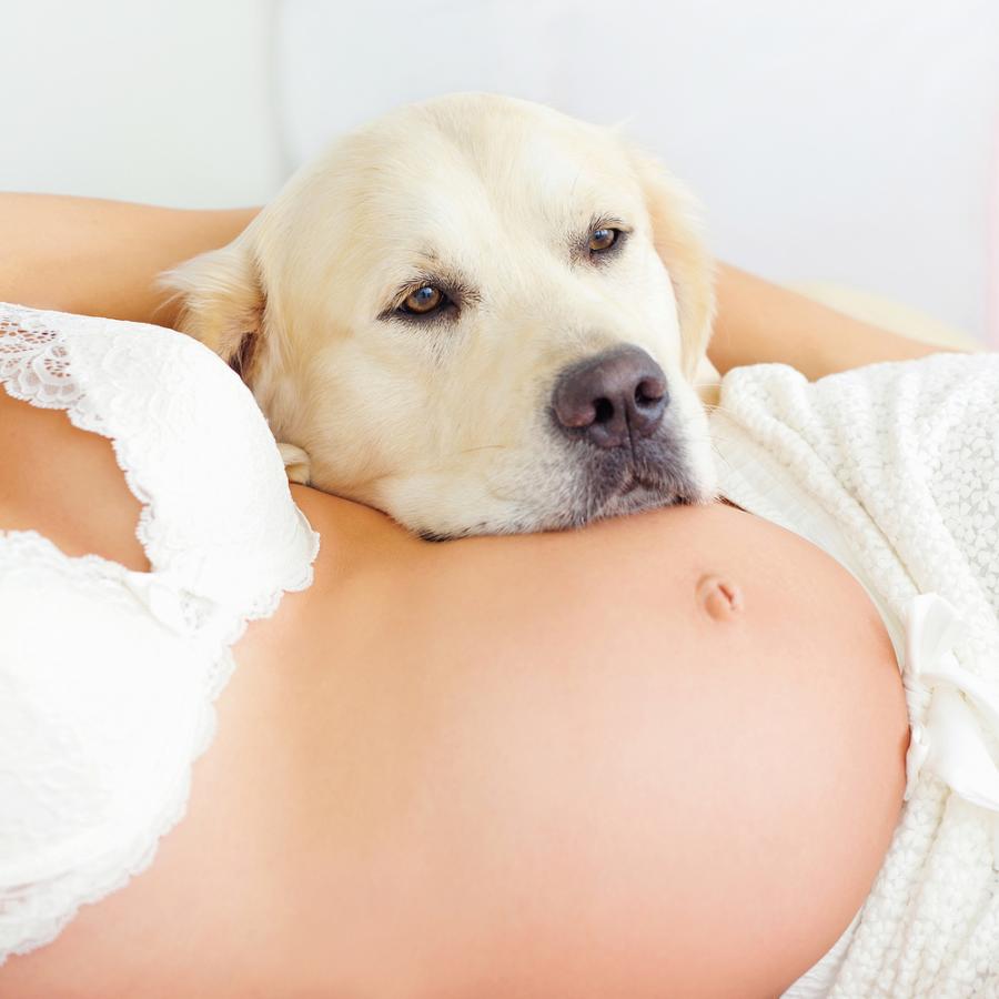 14 кучета, които нямат търпение бебенцето да се роди