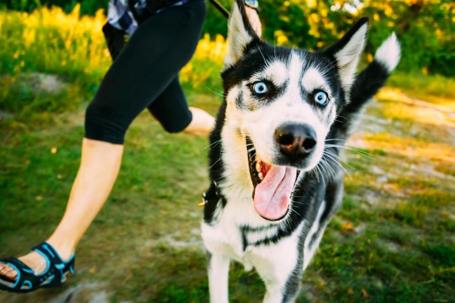 Видео: Смешни животни