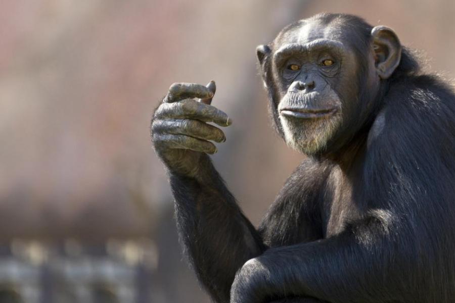 Шимпанзетата вярват в Бог?