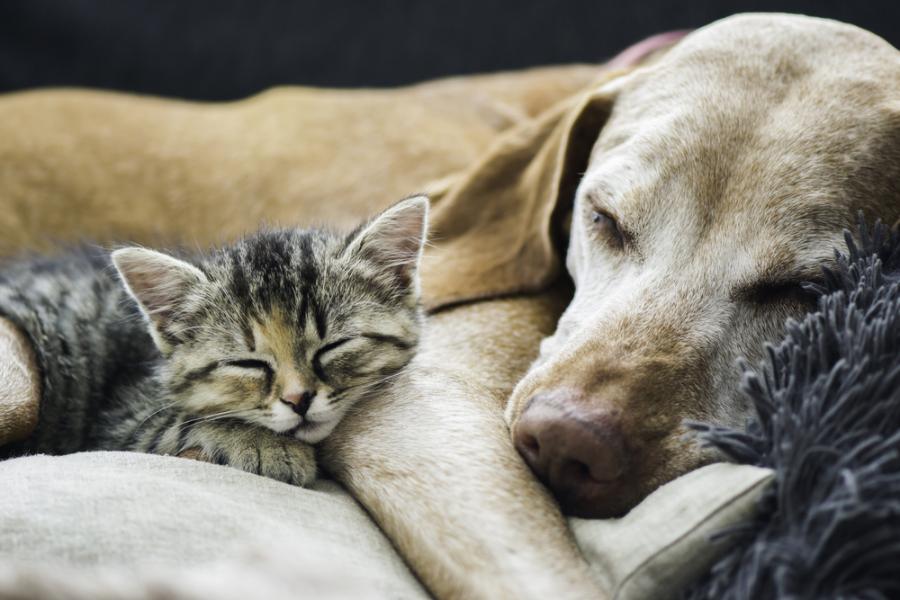 Поредица от снимки, които показват очарователното приятелство между котки и кучета