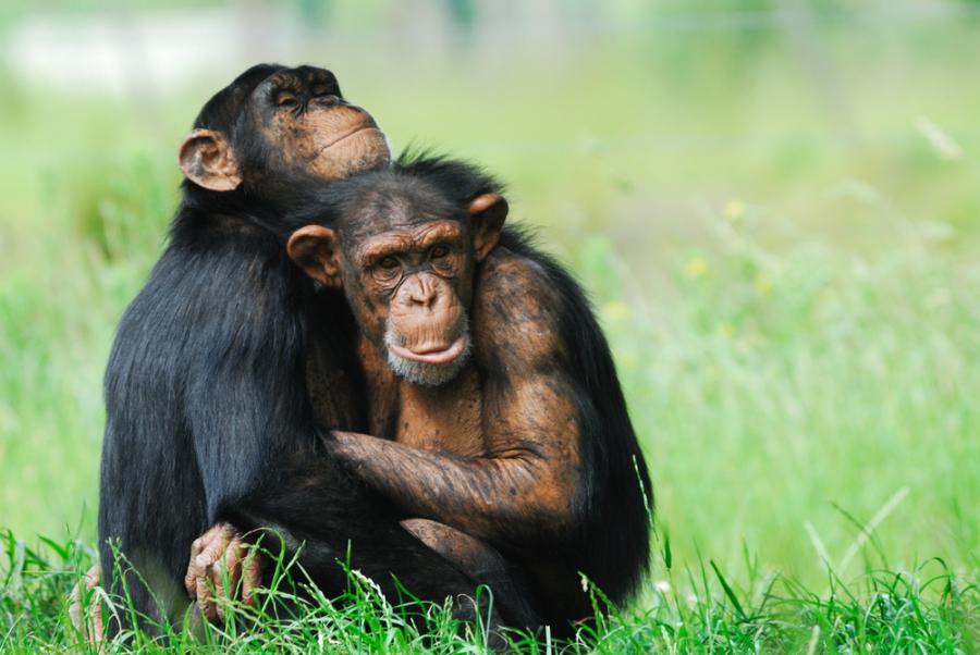Когато гледат филми заедно, шимпанзетата се разнежват 