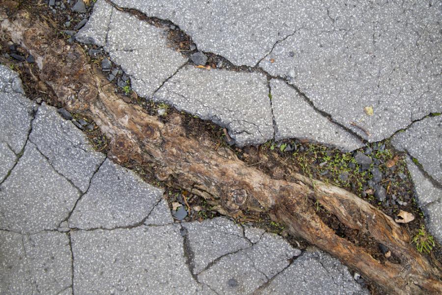 Корени на дървета, които побеждават в битката с бетона