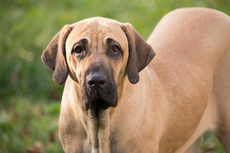 10 от най-редките породи кучета