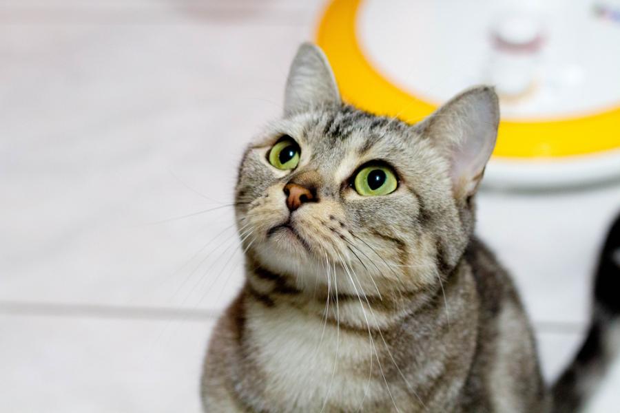 Видео: Котка срещу робот-динозавър