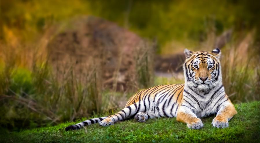 Discovery Communications обявява „Проект C.A.T.: Опазване на защитени територии за тигри“
