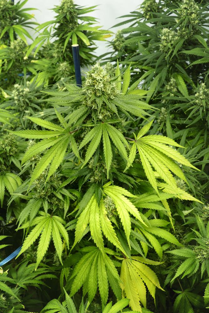 Археолози откриха 2500 годишен скелет, увит в канабис