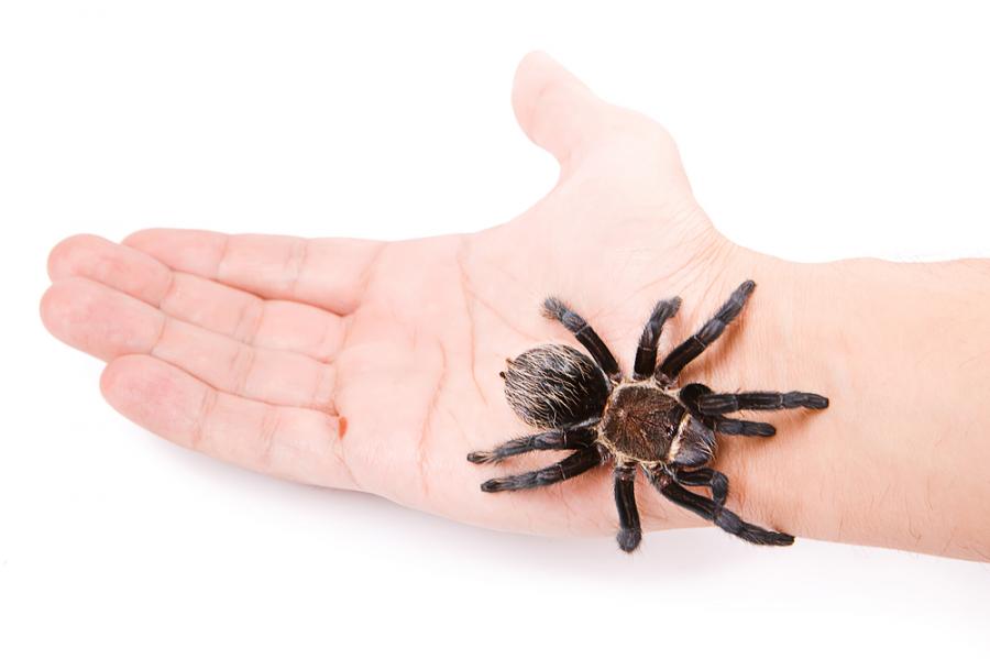 Паяците като домашни любимци: предимства и недостатъци