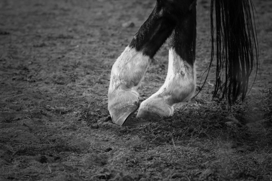 Видео: Кой е най-добрият кон-танцьор?