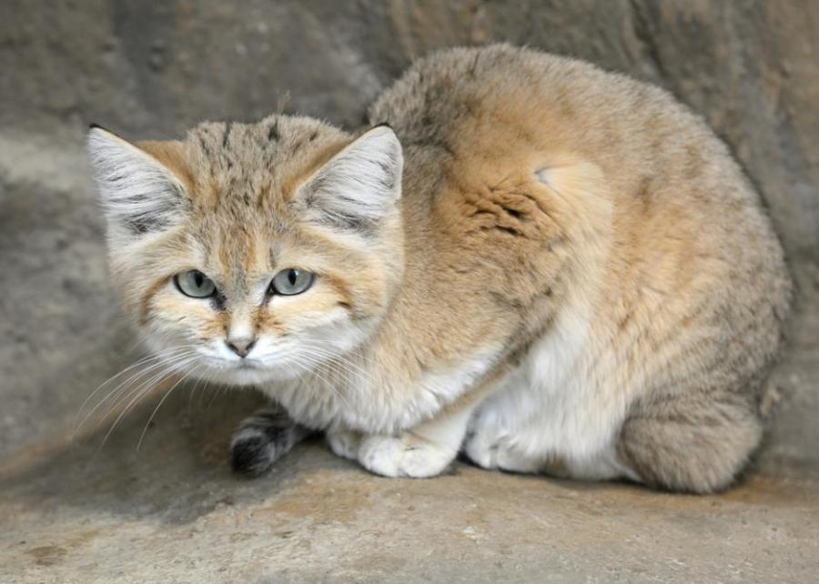 12 редки диви котки, за чието съществуване вероятно дори не сте подозирали