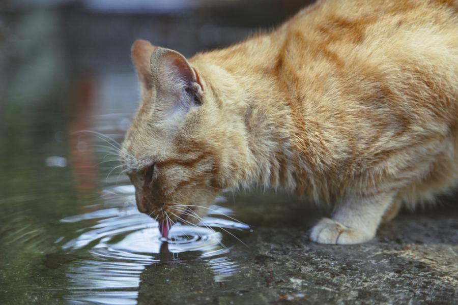 Котка лочи вода? Виждате хидротехнически подвиг