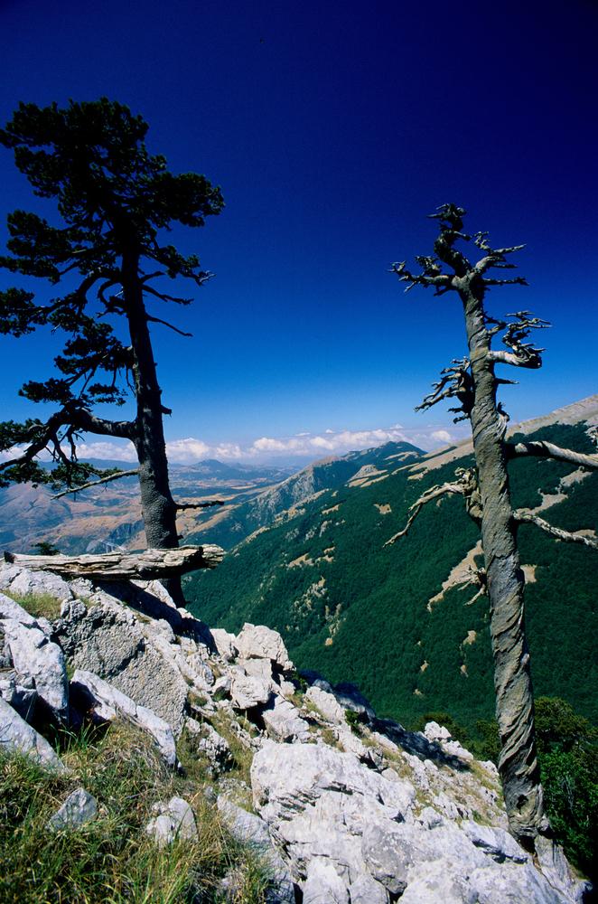 Най-старото дърво в Европа е на над 1000 години 