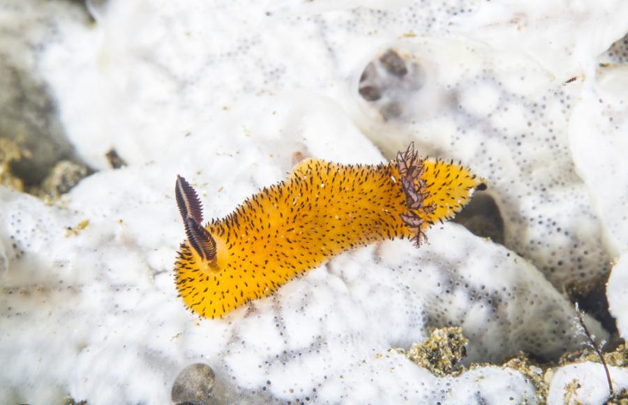 Запознайте се с този очарователен морски охлюв, който прилича на заек