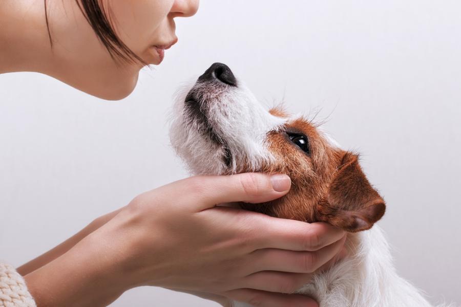 15 неща, които се случват със стопаните на кучета. Всеки ден
