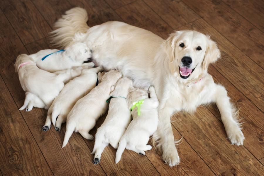 12 горди майки и техните кученца