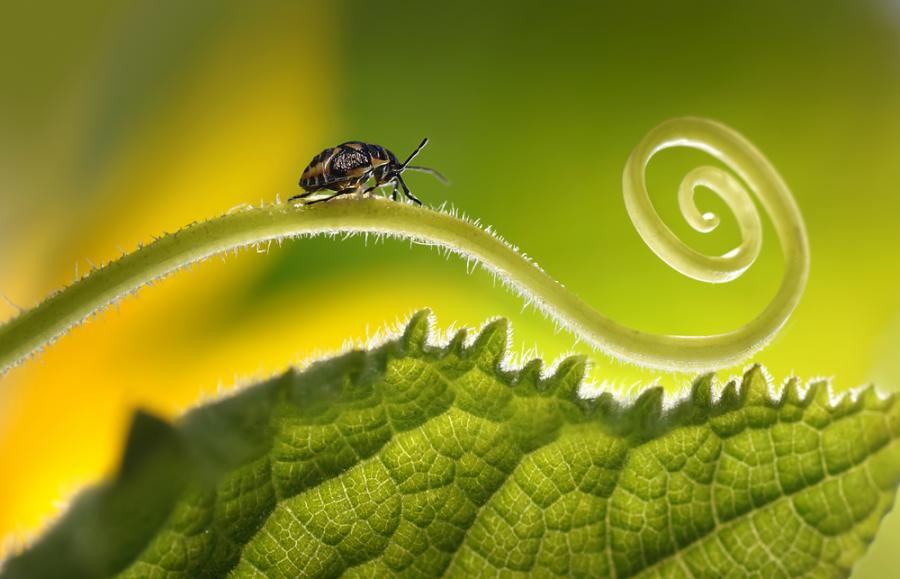 Царството на големите насекоми приключило с появата на птиците