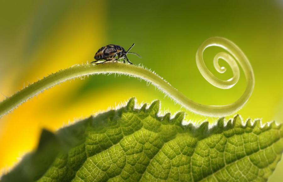 Насекомите по света изчезват бързо 