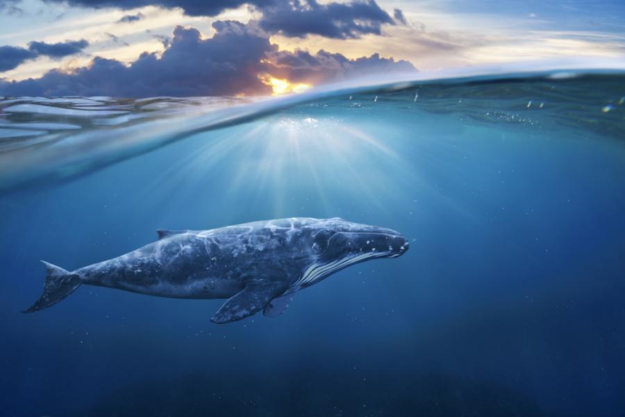 Късметлии-рибари намират повръщано от кит, което струва 3 милиона долара