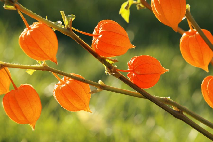 11 цветя, които приличат на нещо друго