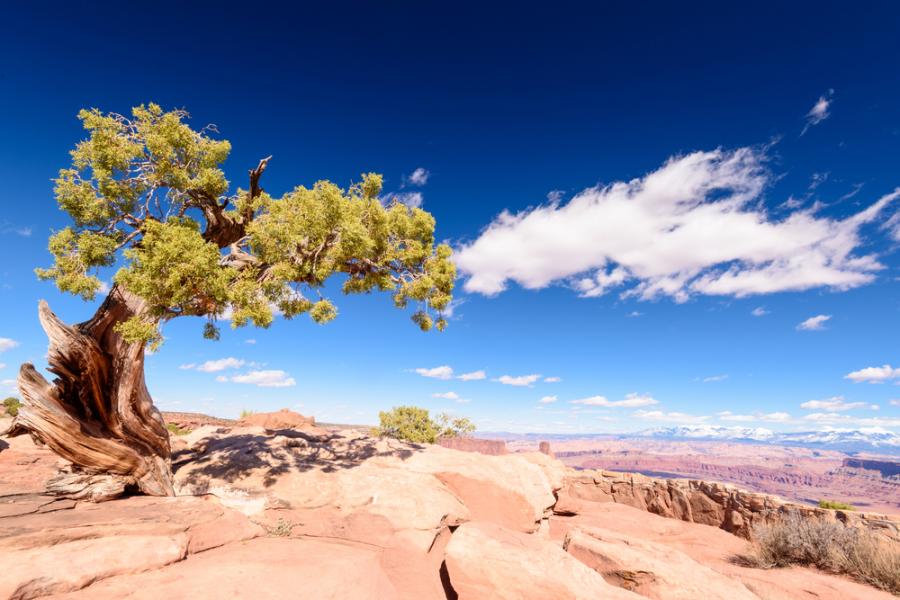 Мъжът, който спря пустинята