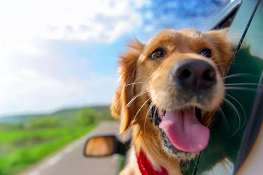 12 неща, с които вредите на кучето си, без дори да подозирате – част II