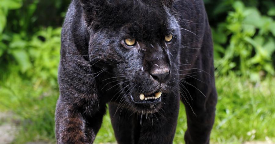 Няма да приспят ягуара, който нападна жена в зоопарк след опит за селфи