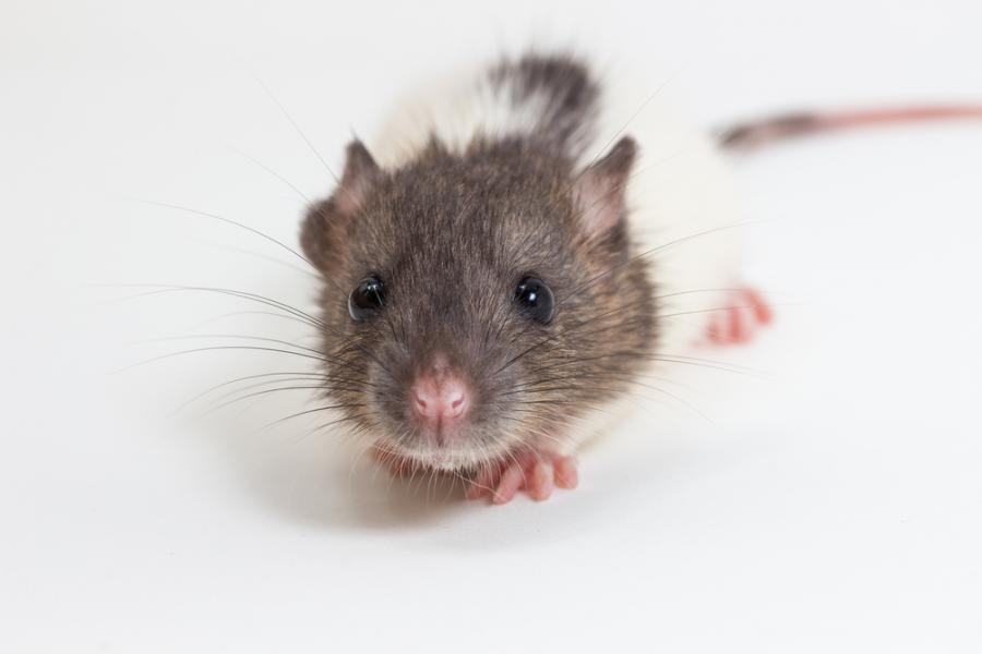 Първата междувидова телепатична връзка е вече факт