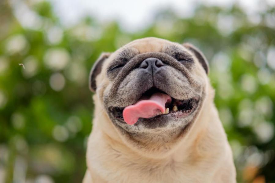 Кучетата са толкова приятелски настроени заради гените си