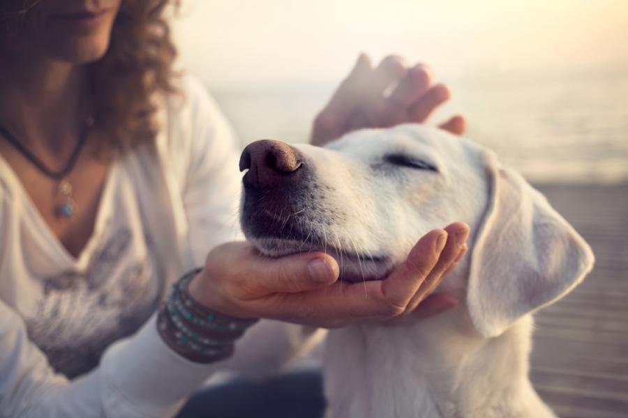 11 интересни факта за кучето, които най-вероятно ще ви изненадат