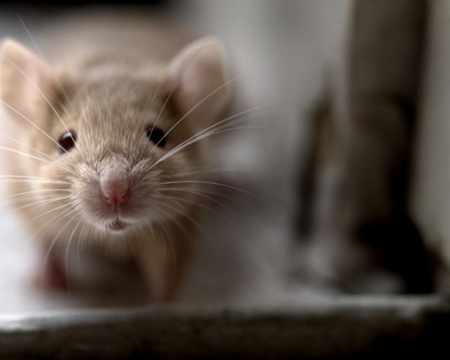 Учени превръщат кожни клетки на мишки в мозъчни клетки