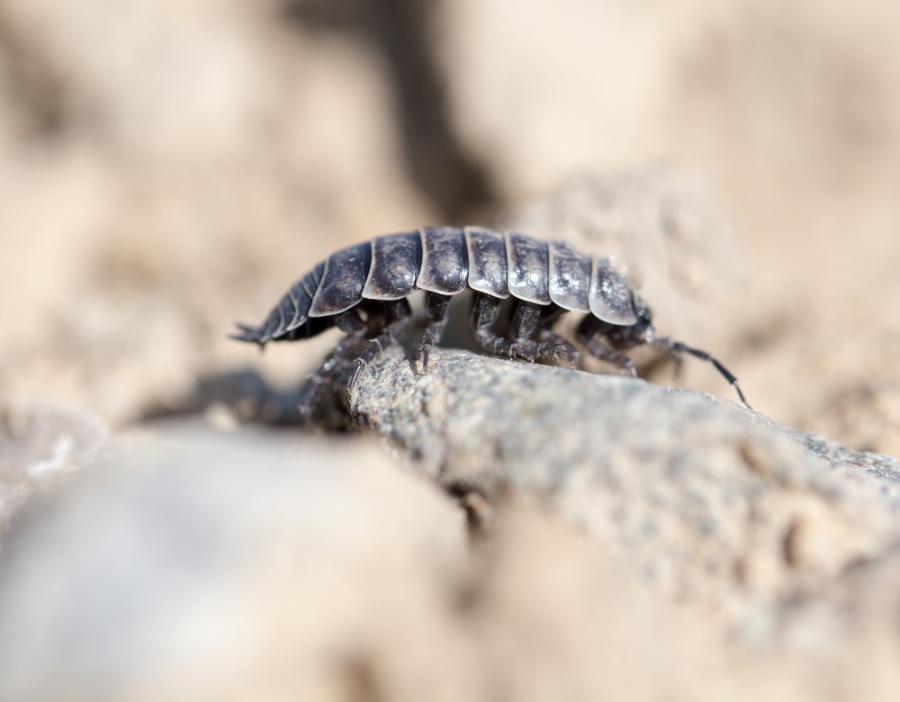 Най-странният начин за чифтосване