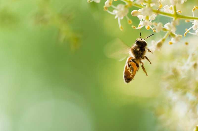 Учени създадоха ваксина срещу заболяване при пчелите