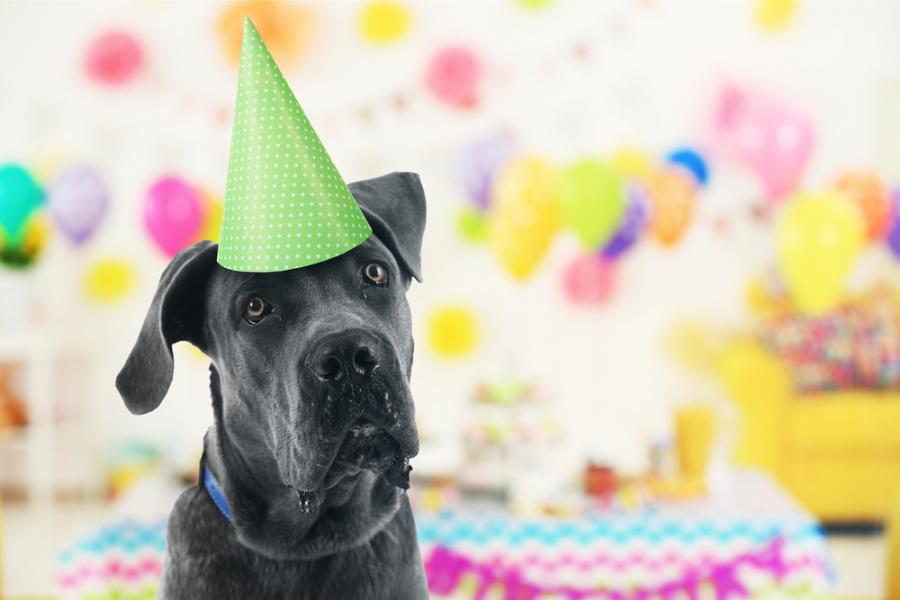 Нова формула ви позволява да изчислите „човешките“ години на вашето куче