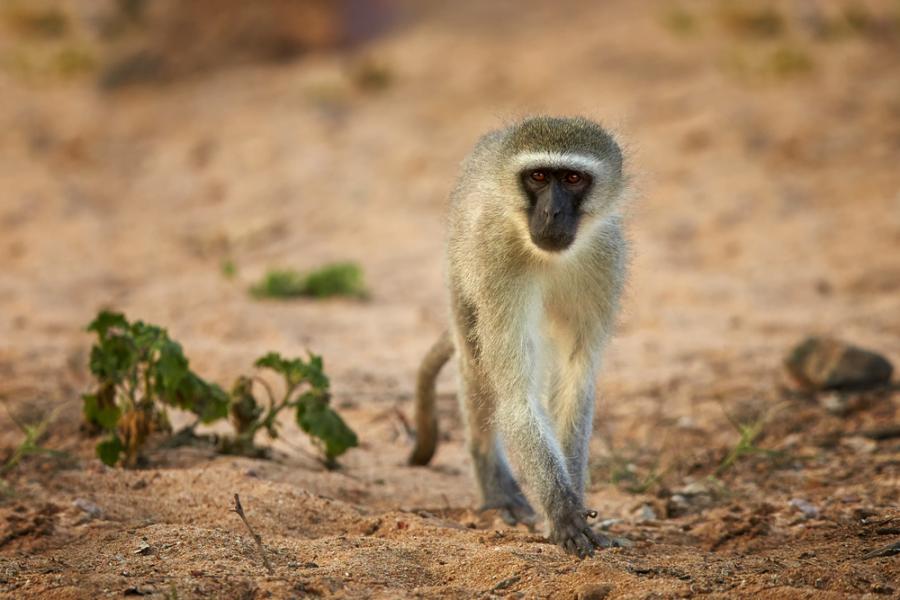 Нова терапия с антитела блокира за постоянно HIV инфекцията в маймуни