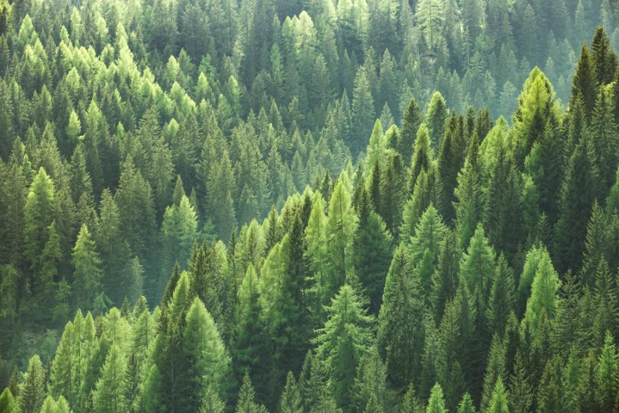 WWF със стъпка напред в опазването на горите