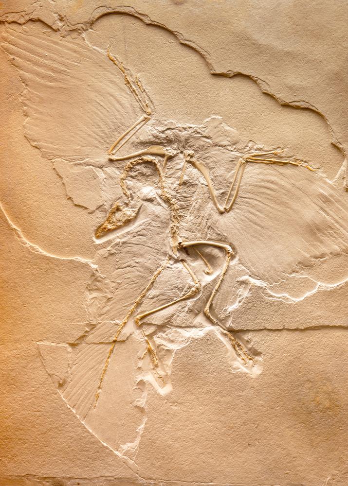 Учени откриха пера от динозавър в кехлибар