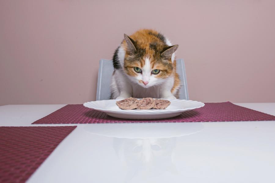 Видео: Котки звънят със звънци, за да получат храна