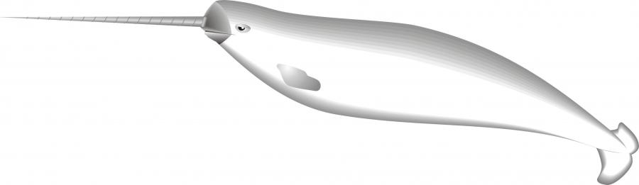 Нарвалите виждат като никое друго животно на Земята