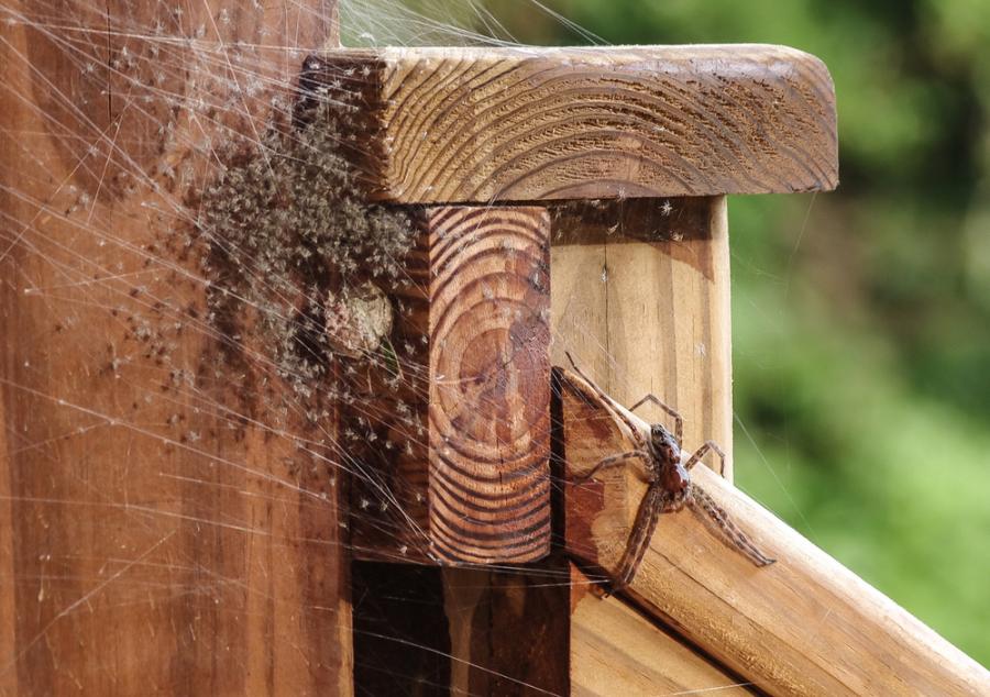 Как да защитим дома си от паяците