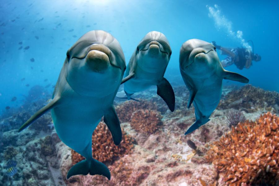 Делфините си говорят дипломатично