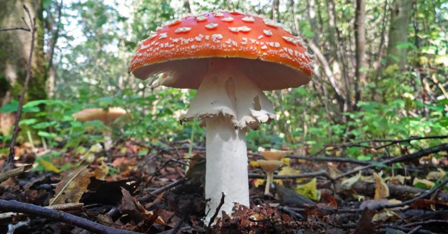 Как гъбите предизвикват дъжд