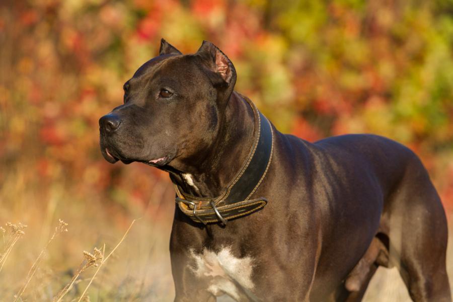 Видео: 10-те най-опасни кучета на света