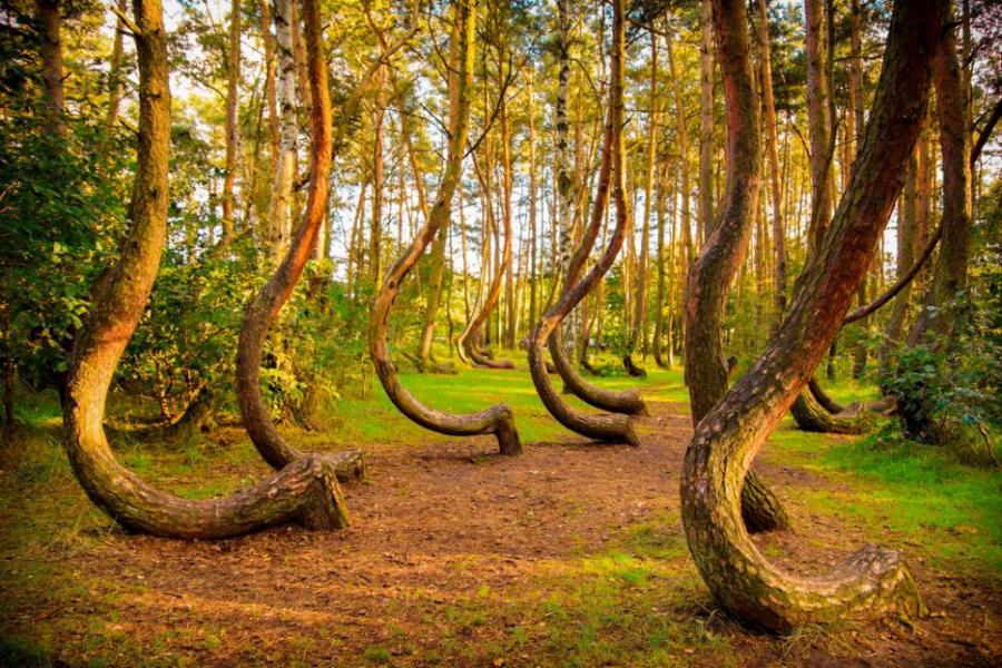 Кривата гора в Полша - една красива мистерия