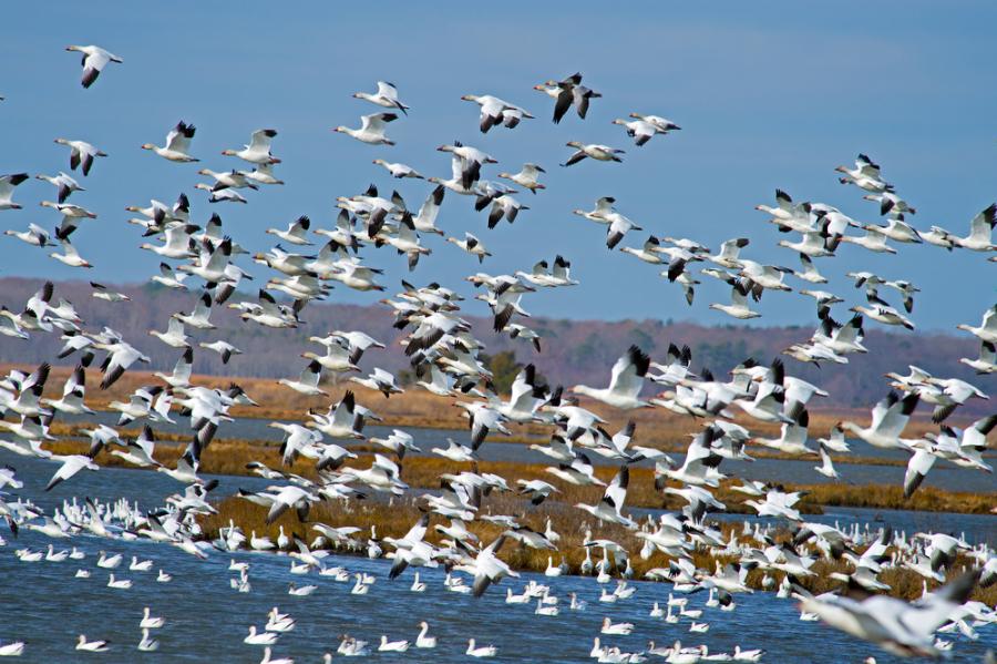 Видео: Диви гъски помитат дрон във въздуха