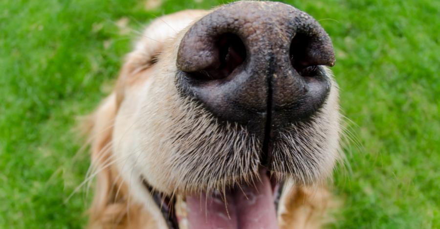 Очарователно кученце избягва от дома си, но после ползва звънеца, за да се прибере обратно вкъщи