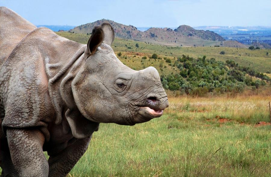Казиранга: Паркът, в който стрелят по хора, за да предпазят носорози