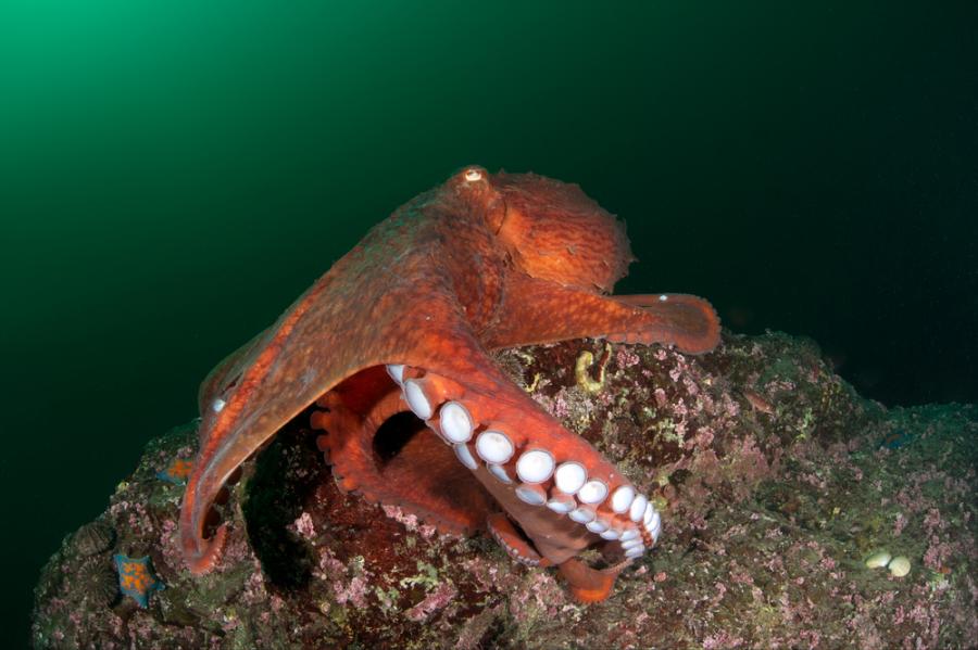 Еволюцията на октоподите и сепиите е по-странна, отколкото можем да си представим