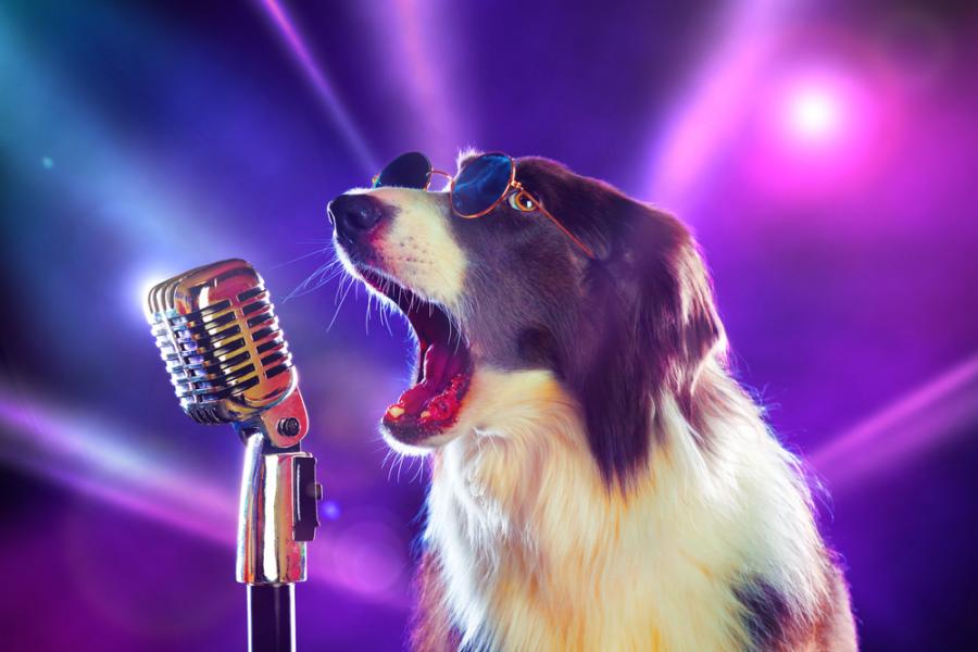 Видео: Куче пее песен на Куин